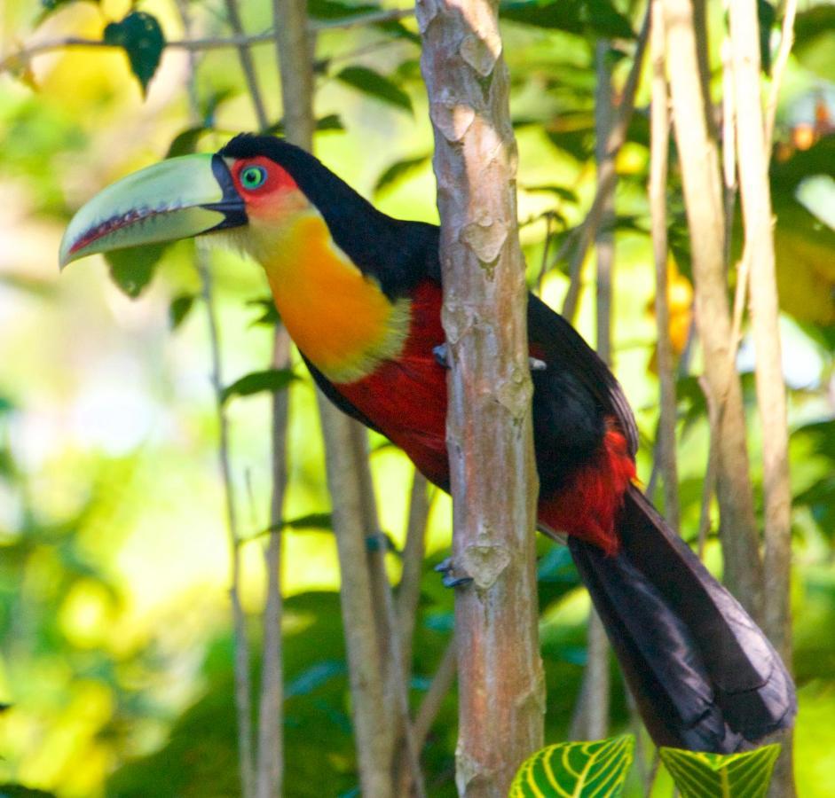 Casa Da Floresta Pico Da Aguia * Paraty